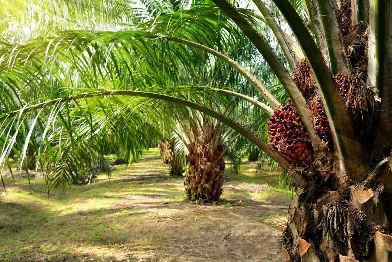 palm-oil-plantation-growing-up